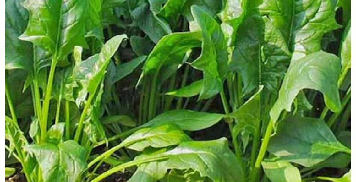 पालक का ज्यादा सेवन हो सकता है नुकसानदायक, डायबिटीज रोगी हो जाएं सावधान