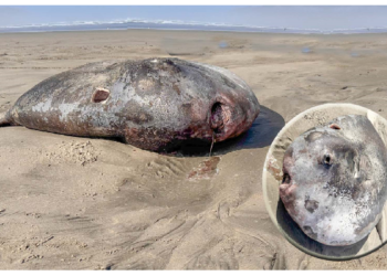 समुद्र तट पर दिखा सात फुट का दैत्य, मची सनसनी