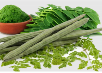 मोरिंगा का पेड़ है देसी दवाओं का खजाना