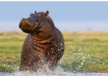 ग्लैंड की एक यूनिवर्सिटी का दावा, हवा में उड़ सकते हैं 1500 से 1800 किलो तक के हिप्पो