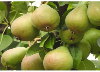 रहना है हेल्दी तो बारिश के मौसम में जरूर खाए नाशपाती