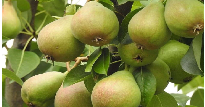 रहना है हेल्दी तो बारिश के मौसम में जरूर खाए नाशपाती