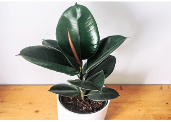 रबर प्लांट करता है घर के वातावरण को शुद्ध