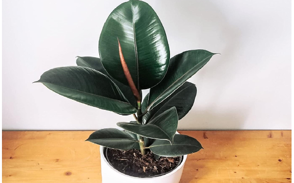 रबर प्लांट करता है घर के वातावरण को शुद्ध