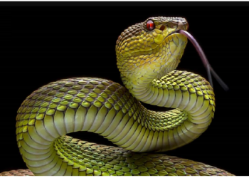 ‘नर’ अजगर ने बिना पार्टनर के 14 बच्चों को दिया जन्म