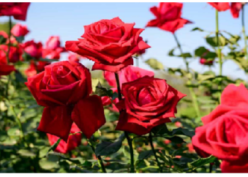 गुलाब में पाए जाते है विटामिन A,C,E और आयरन जैसे पोषक तत्व