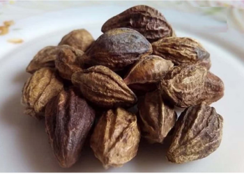 स्वस्थ रहने के लिए करें हरड़ का इस्तेमाल, होते हैं ये फायदे