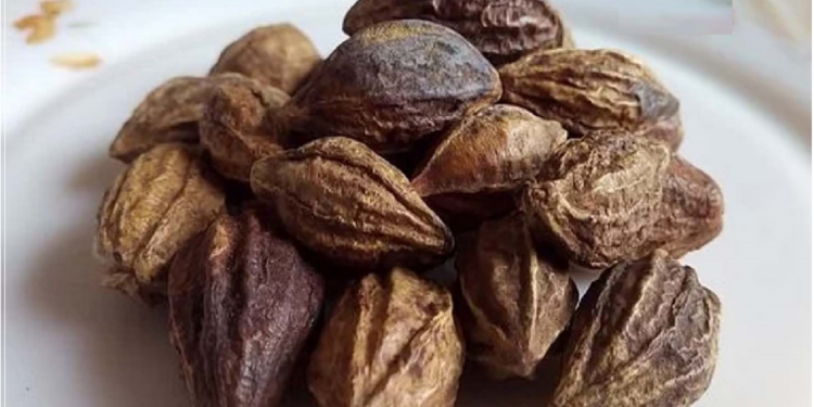 स्वस्थ रहने के लिए करें हरड़ का इस्तेमाल, होते हैं ये फायदे