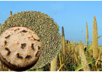 बाजरे की रोटी का सेवन करने से मिलते हैं सेहत को कई लाभ