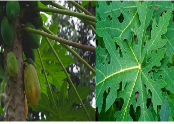 पपीता ही नहीं पपीते के पत्तों का जूस, फायदे उड़ा देंगे होश