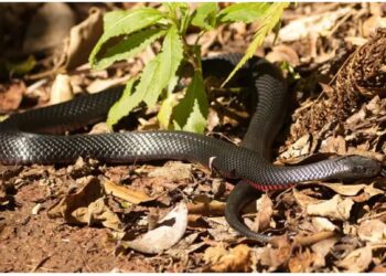 सिडनी: घर के गार्डन में निकले 102 सांप, देखने वालों के उड़ गए होश