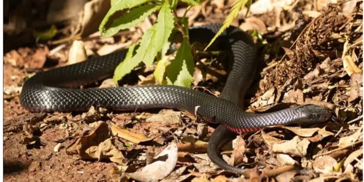 सिडनी: घर के गार्डन में निकले 102 सांप, देखने वालों के उड़ गए होश