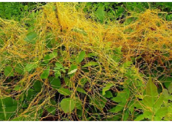 अमर बेल के पत्ते ही नहीं फल, बीज और छाल भी है औषधीय गुणों से भरपूर