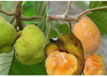 क्या आपने खाया है बड़हल? इसके सेवन से बढ़ती है हीमोग्लोबिन की मात्रा