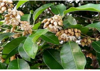 कई बीमारियों का इलाज है मौलश्री के फूल