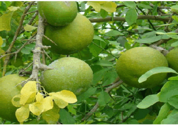 मधुमेह के नियंत्रण में मददगार है बेलपत्र