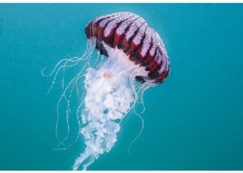 किंग कोबरा से भी 100 गुना ज्यादा खतरनाक होता है जेलीफिश का जहर