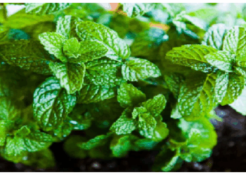 पुदीना शरीर को ठंडक प्रदान करने वाला प्राकृतिक उपाय