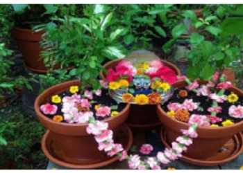 तुलसी के पास छिपकली दिखना है इस बात का संकेत