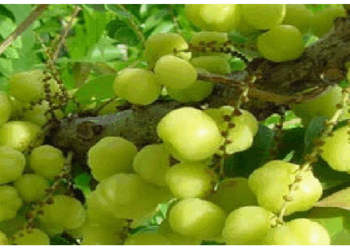 सेहत के लिए बेहद लाभकारी है स्टार गूजबेरी