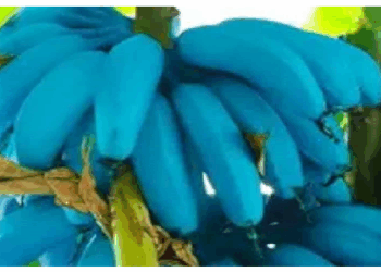 क्या आपने खाया है नीला केला? नीला केला कई पोषक तत्वों से होता है भरपूर