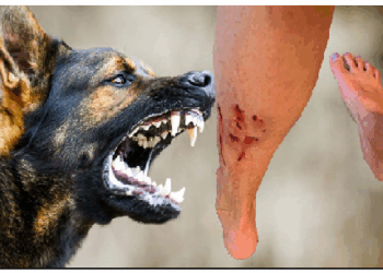 जानिए क्या है रेबीज और कैसे बचा जा सकता है इस जानलेवा बीमारी से?