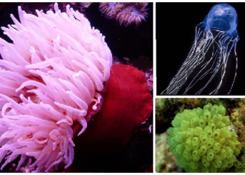 कुछ ऐसे जीव हैं जिनके पास नहीं होता है दिमाग