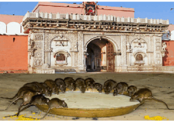 चूहों का मंदिर के नाम से क्यों है मशहूर करणी माता का मंदिर