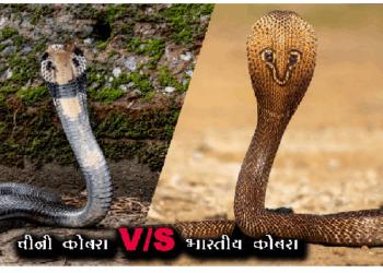 भारतीय कोबरा से अलग होता है चीनी कोबरा, जानिए क्या है दोनों में फर्क