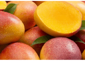 ज्यादा मात्रा में आम खाने से बढ सकता है इस बात का खतरा