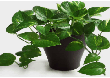 मनी प्लांट के पौधे को सही दिशा में लगायें