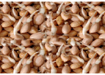 अंकुरित मूंगफली बनाती है अंदर से मजबूत