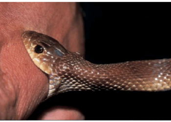 सर्पदंश होने के बाद लोगों को विशेष बातों का ध्यान देना जरूरी