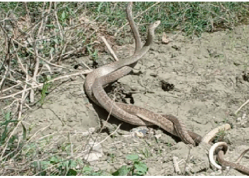 लिपटे हुए दो सांप प्रेम नहीं, बल्कि करते है ‘टेरिटोरियल फाइट’