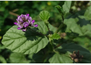 सफेद दाग, सोरायसिस, एक्जिमा की समस्या में लाभकारी है बाकुची