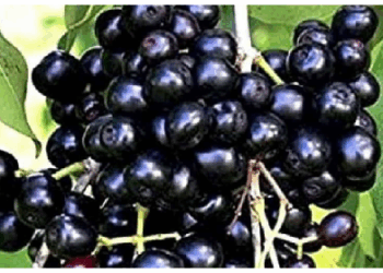 औषधीय गुणों से भरपूर होता है मौसमी फल जामुन