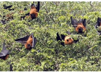 चमगादड को गांवों में आज भी माना जाता है अशुभ पक्षी