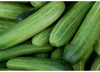 खीरा एक सुपरफूड है जो गर्मियों में बेहद फायदेमंद
