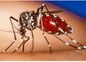 डेंगू और मलेरिया को हल्के में ना लें, इन विशेष लक्षणों से करें पहचान
