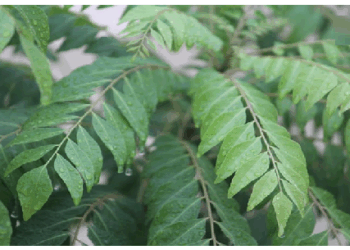 खूबसूरती बढाने के लिए करें करी पत्ते का सेवन