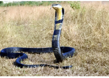 गर्म और समतल इलाकों को छोड़ कर इस जगह अपना घर बना रहे किंग कोबारा