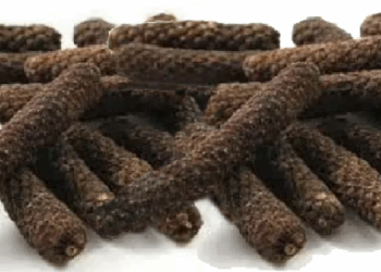 कफ और बलगम को निकालने में सहायक होती है पिप्पली