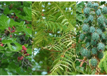 ये पेड़ होते हैं औषधीय गुणों से भरपूर