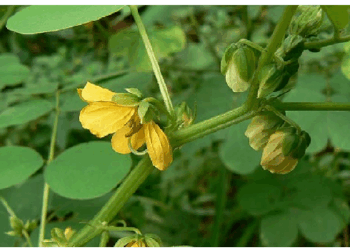 चक्रमर्द के बीज, पत्ते और फूल सभी रखते हैं औषधीय महत्व