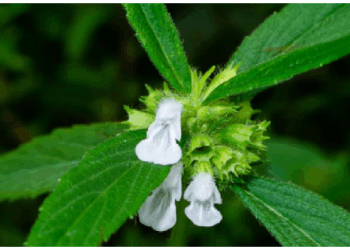 औषधीय गुणों का खजाना है द्रोणपुष्पी का पौधा