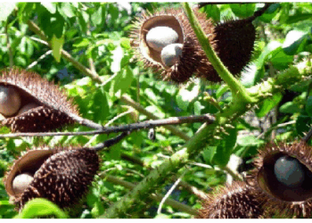 लताकरंज के कडवे बीज औषधीय दृष्टि से बेहद महत्वपूर्ण