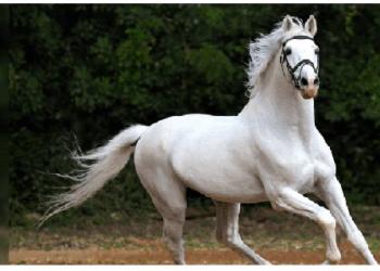 सपने में घोड़ा दिखना सफलता का देता है संकेत