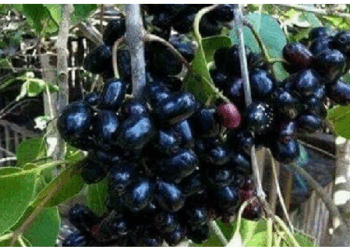 जामुन सिर्फ डायबिटीज के लिए ही नहीं इस बीमारी के लिए भी है बहुत फायदेमंद