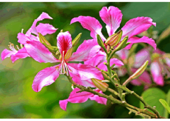 कई तरह के औषधीय गुण छिपे है कचनार