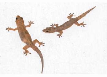 सामान्य घरेलू छिपकलियां नहीं होतीं विषैली